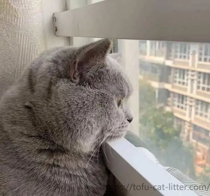 The cat is always sitting by the window and looking out the window, should the cat return to nature?