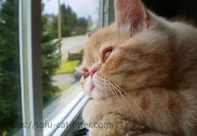 The cat is always sitting by the window and looking out the window, should the cat return to nature?