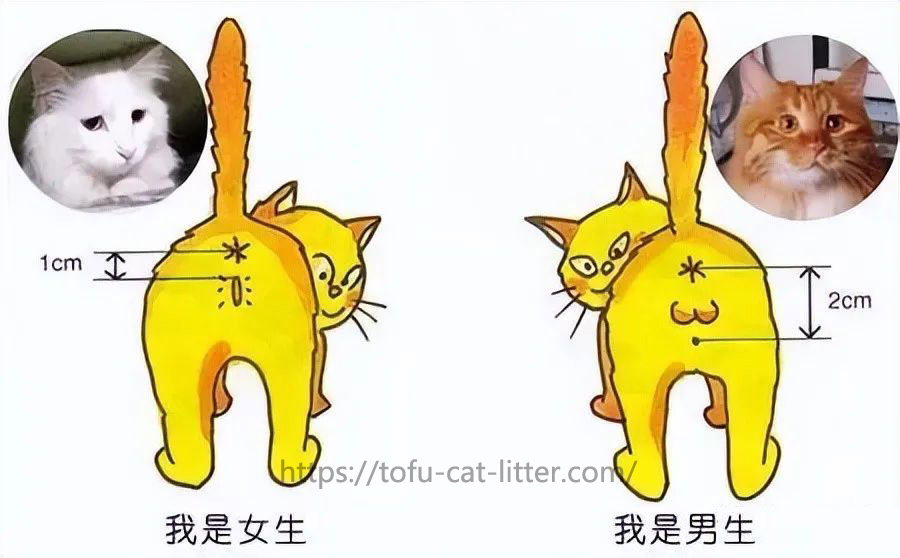 What is the difference between a male cat and a female cat? There is a huge difference in these aspe