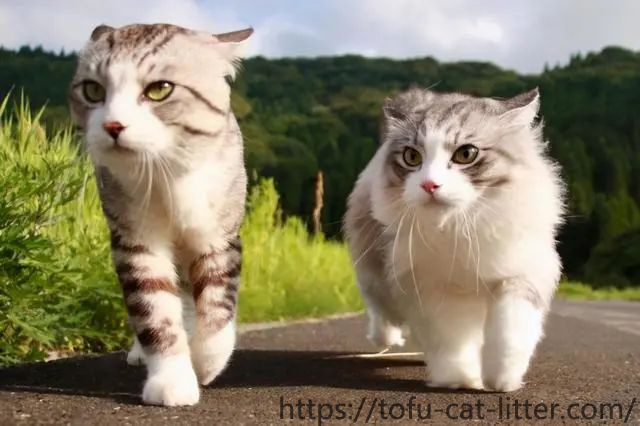 What is the difference between a male cat and a female cat? There is a huge difference in these aspe