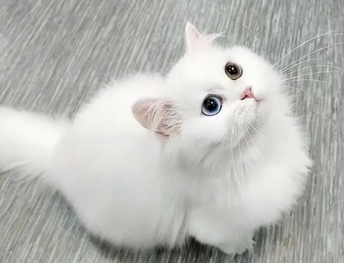 These 5 kinds of cats are the first choice, they are not only beautiful, but also cheap and easy to