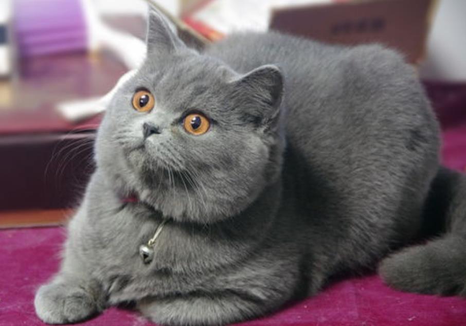 British Shorthair - Fatty Cat