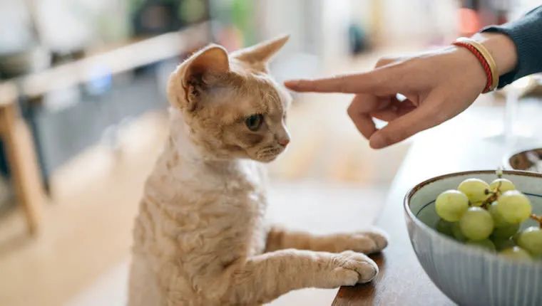 Years of experience in raising cats tell you, don't do these things to cats casually