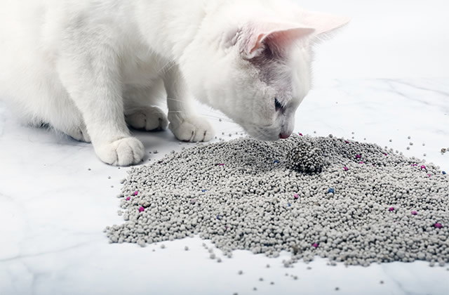 Advantages and disadvantages of bentonite cat litter