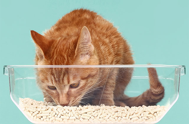 Frequently asked questions about tofu cat litter