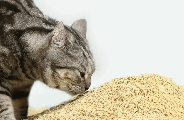 What is tofu cat litter(tofu kitty litter) and what kind of tofu cat litter is better？