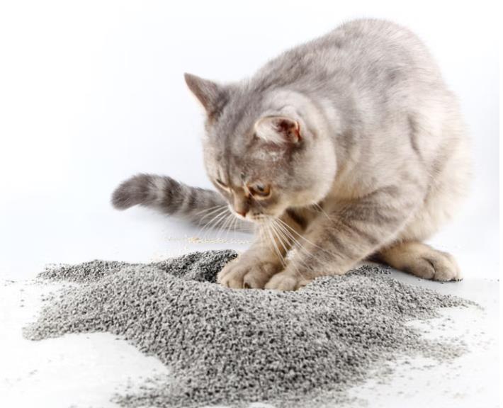 What is cat litter (kitty litter)？Which kind of cat litter is good?