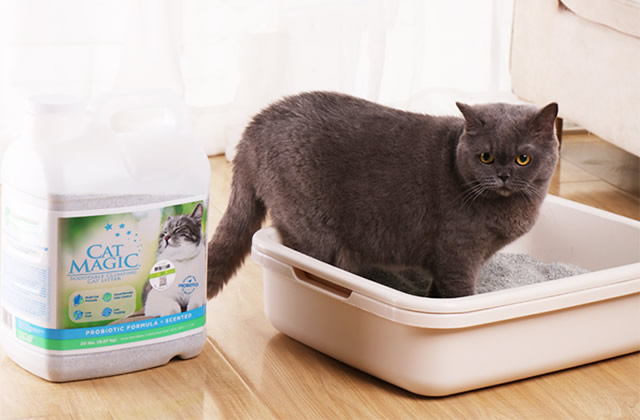 How much is a bag of cat litter? What things should be paid attention to when purchasing cat litter?